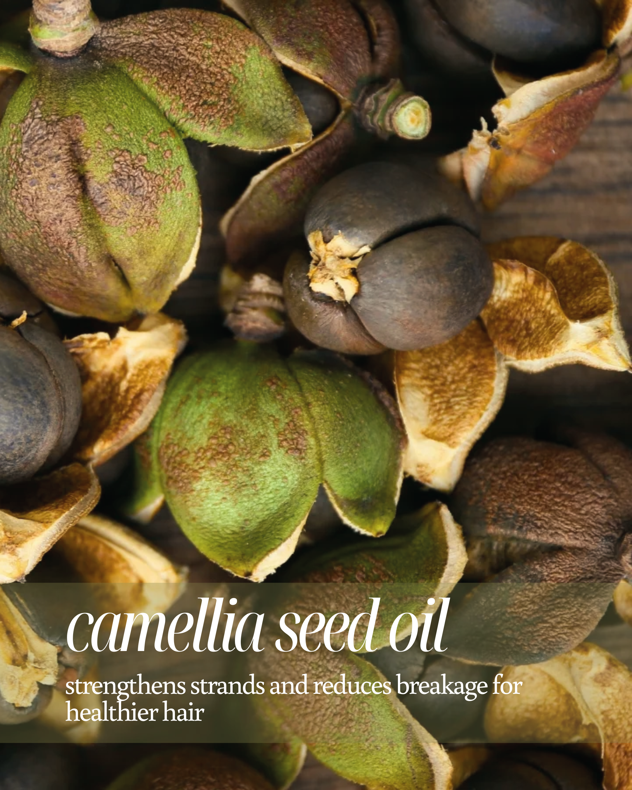 Camellia seed oil seeds with text highlighting benefits for reducing breakage for healthier hair.
