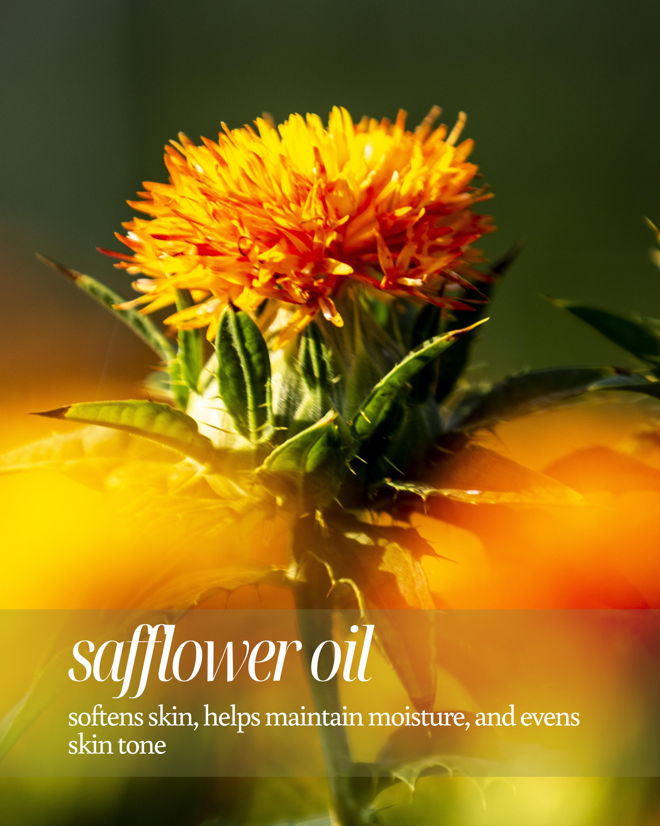 A close up shot of safflower oil in sunlight with text highlighting "softens skin, helps maintain moisture, and evens skin tone"