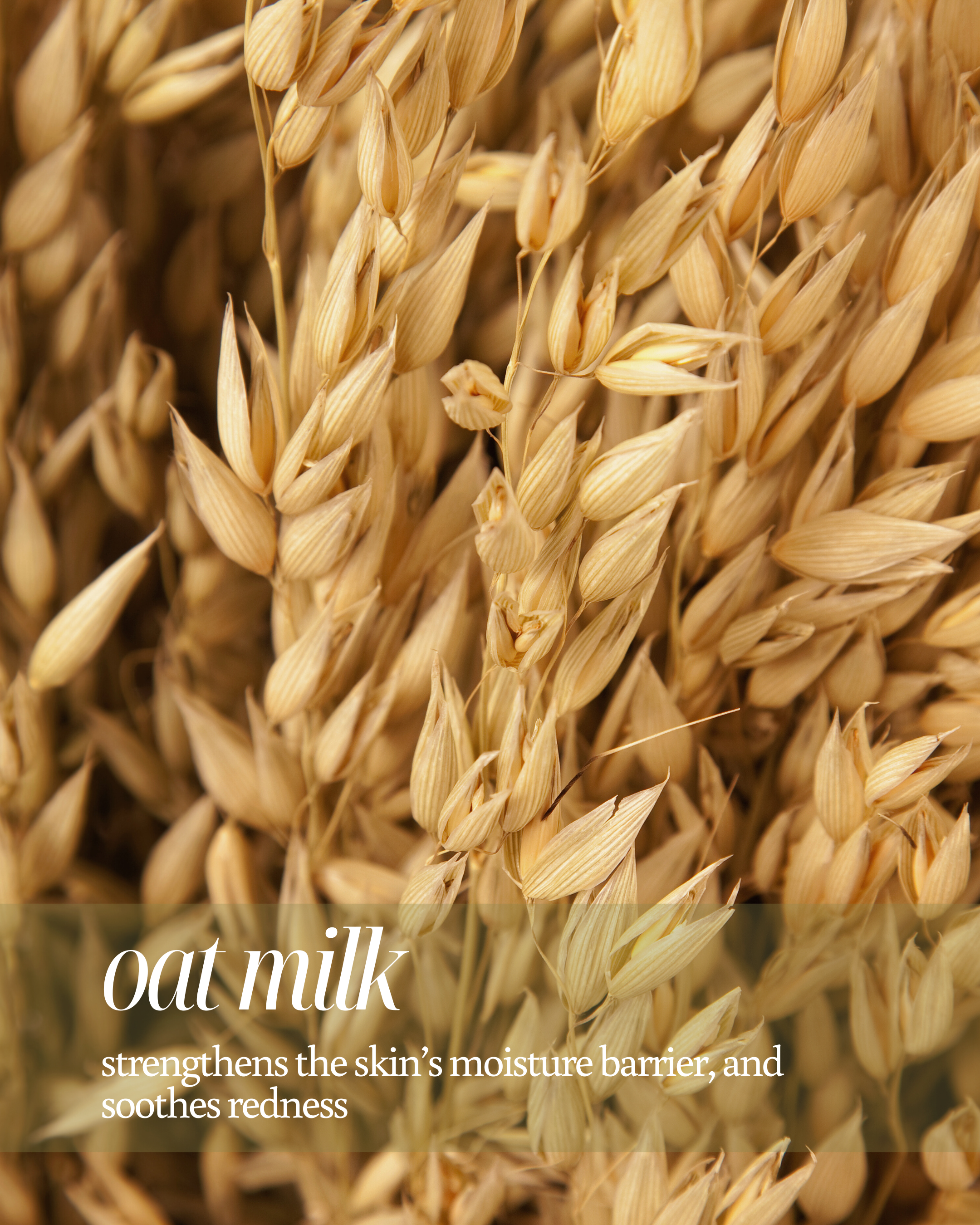 Close-up of oats with text about oat milk benefits reading "oat milk strengthens the skin's moisture barrier, and soothes redness"