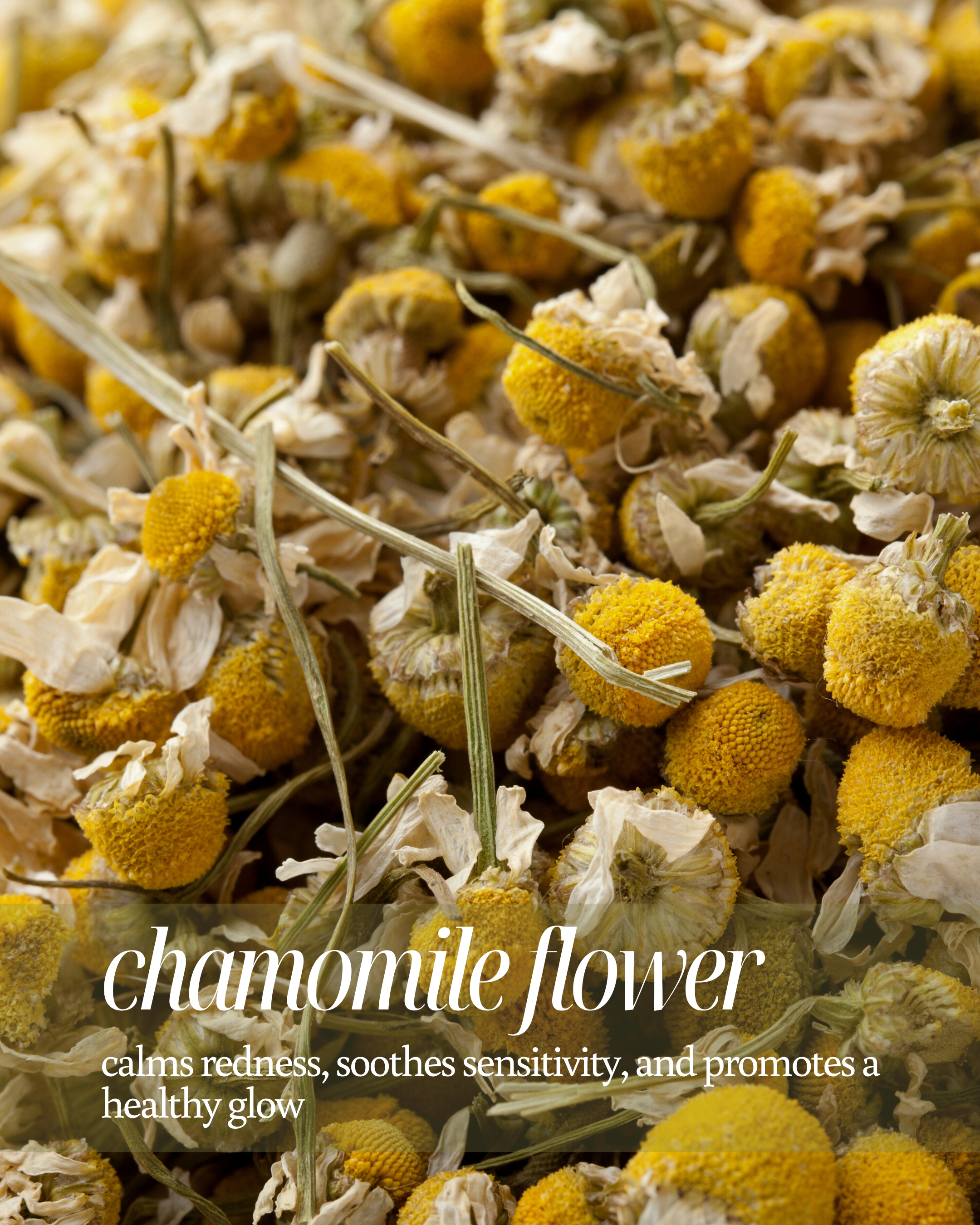Close-up of chamomile flowers with text about their benefits reading calms redness, soothes sensitivity, and promotes a healthy glow"