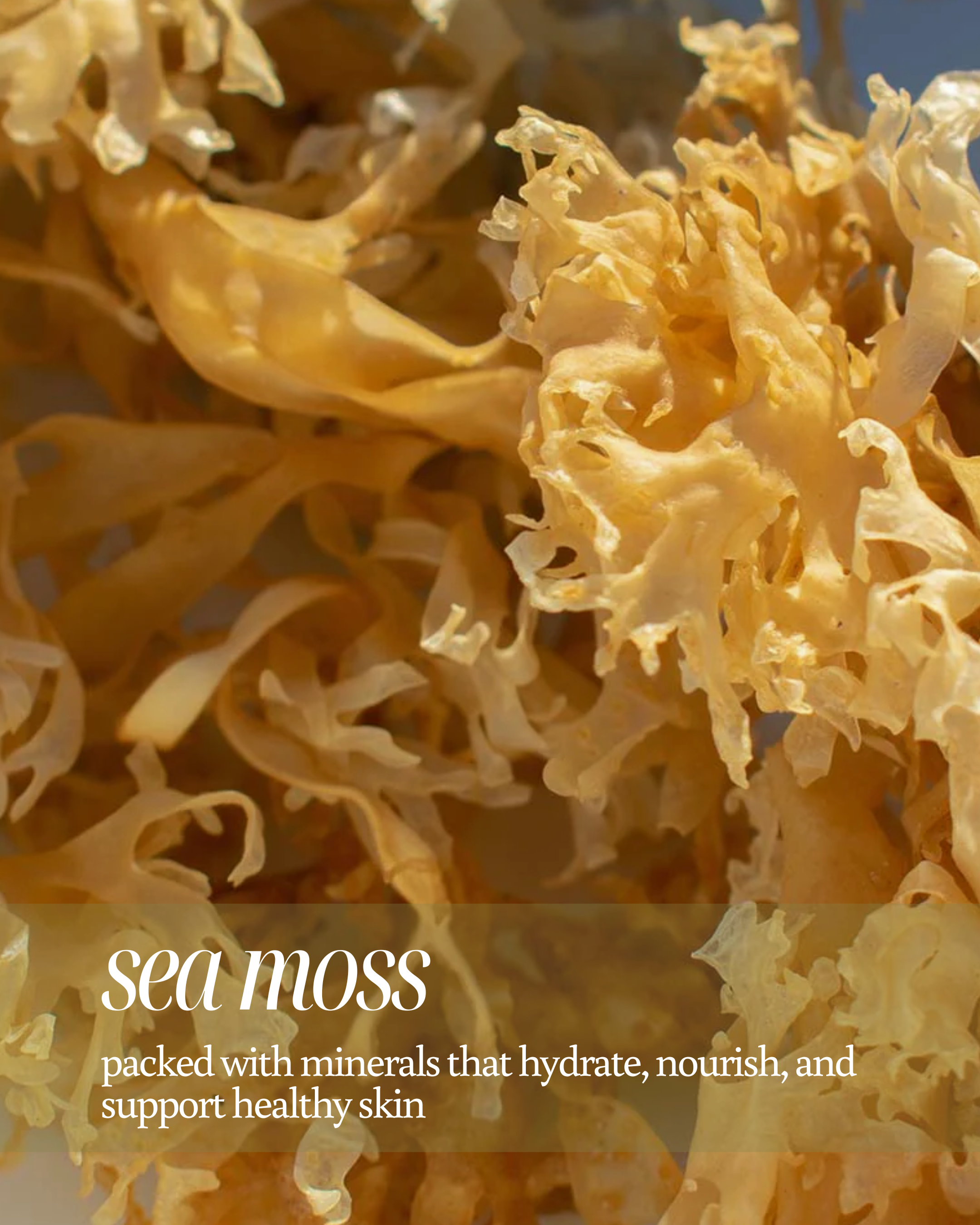 Close-up of sea moss with text highlighting its benefits for skin health, like it is packed with minerals that hydrate, nourish, and support healthy skin.