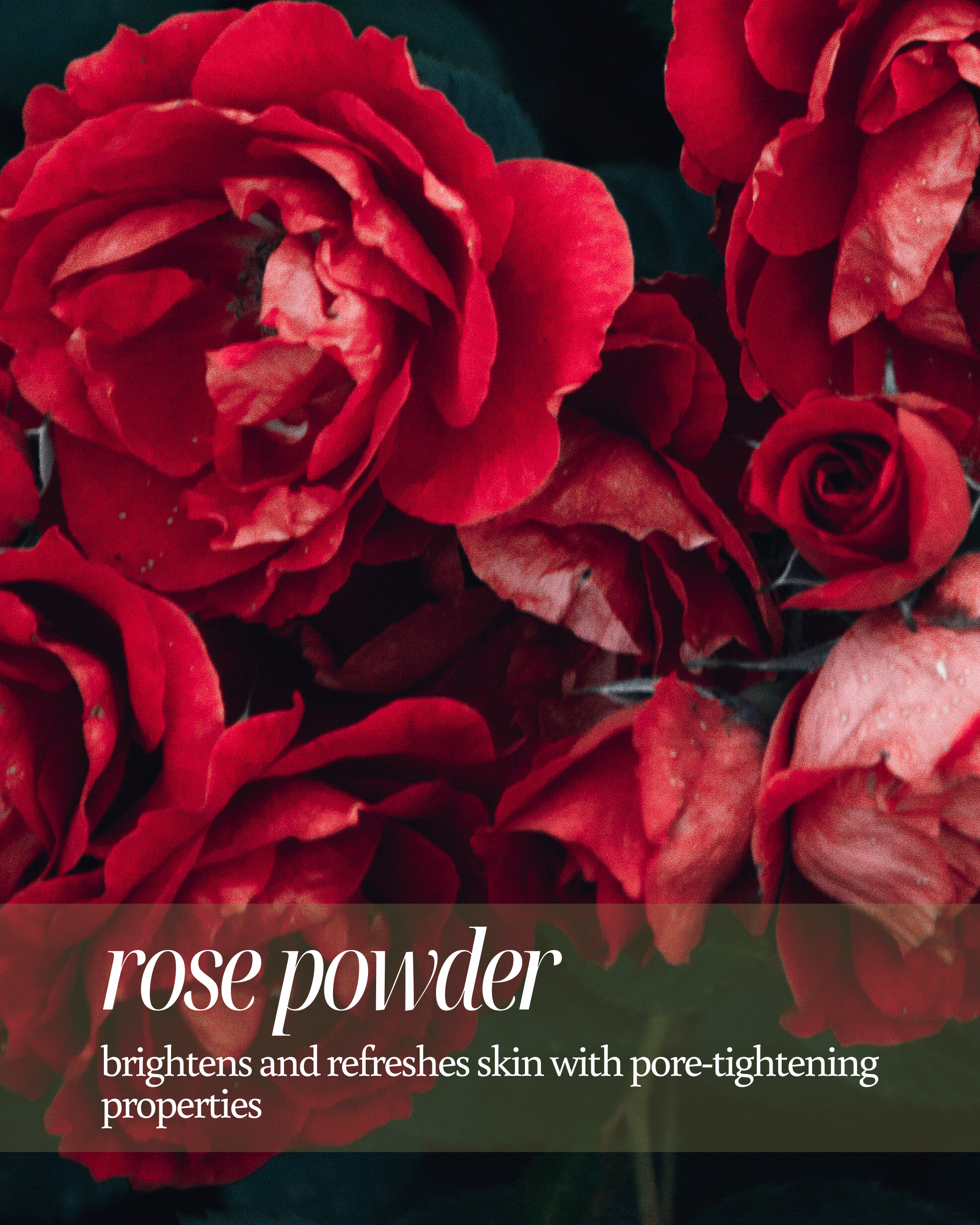 Close-up of vibrant red roses used as a background for text highlighting rose powder’s skincare benefits, stating ‘brightens and refreshes skin with pore-tightening properties.’