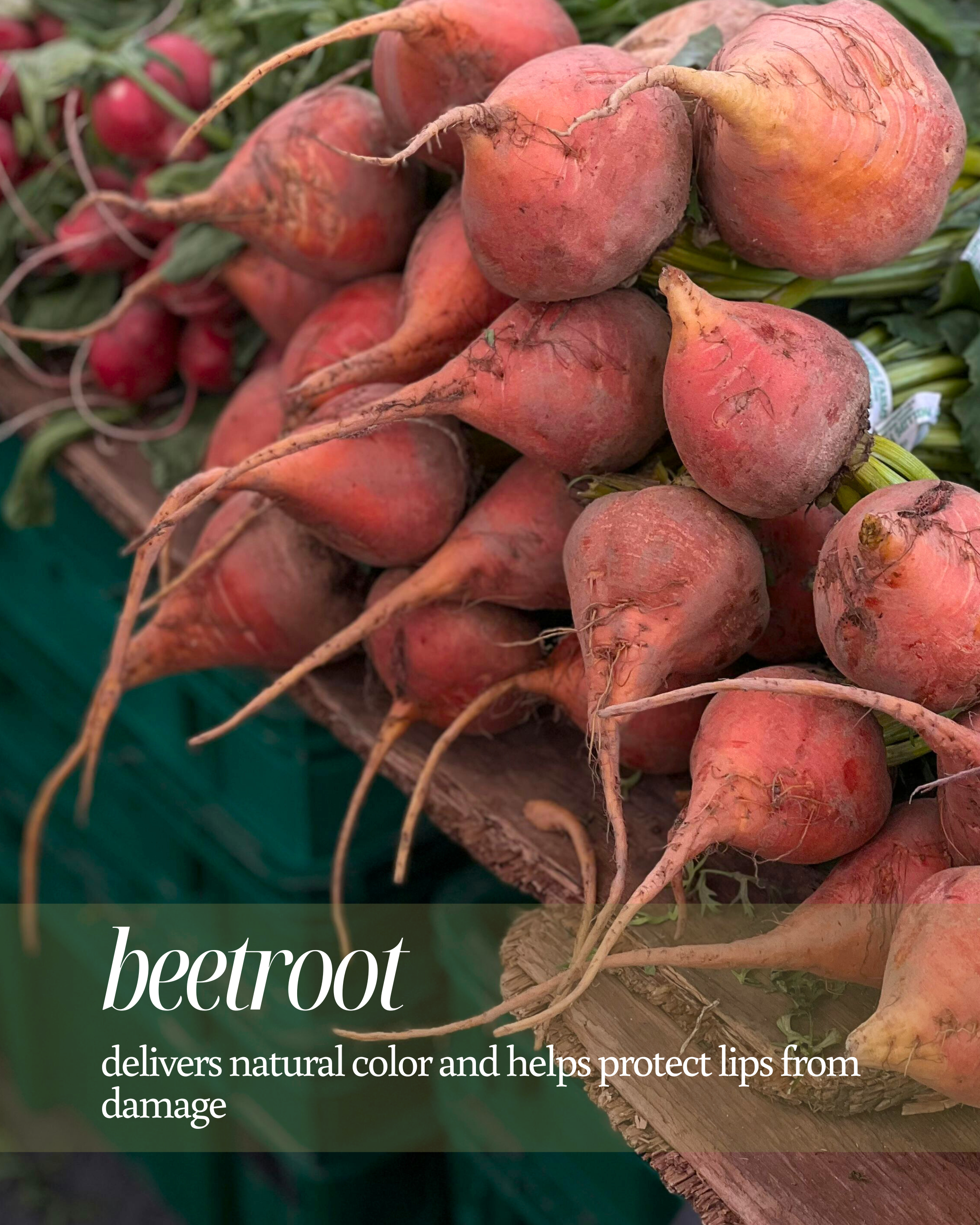 Beetroot used as a background for text highlighting beetroot's lipcare benefits, stating ‘delivers natural color and helps protect lips from damage’