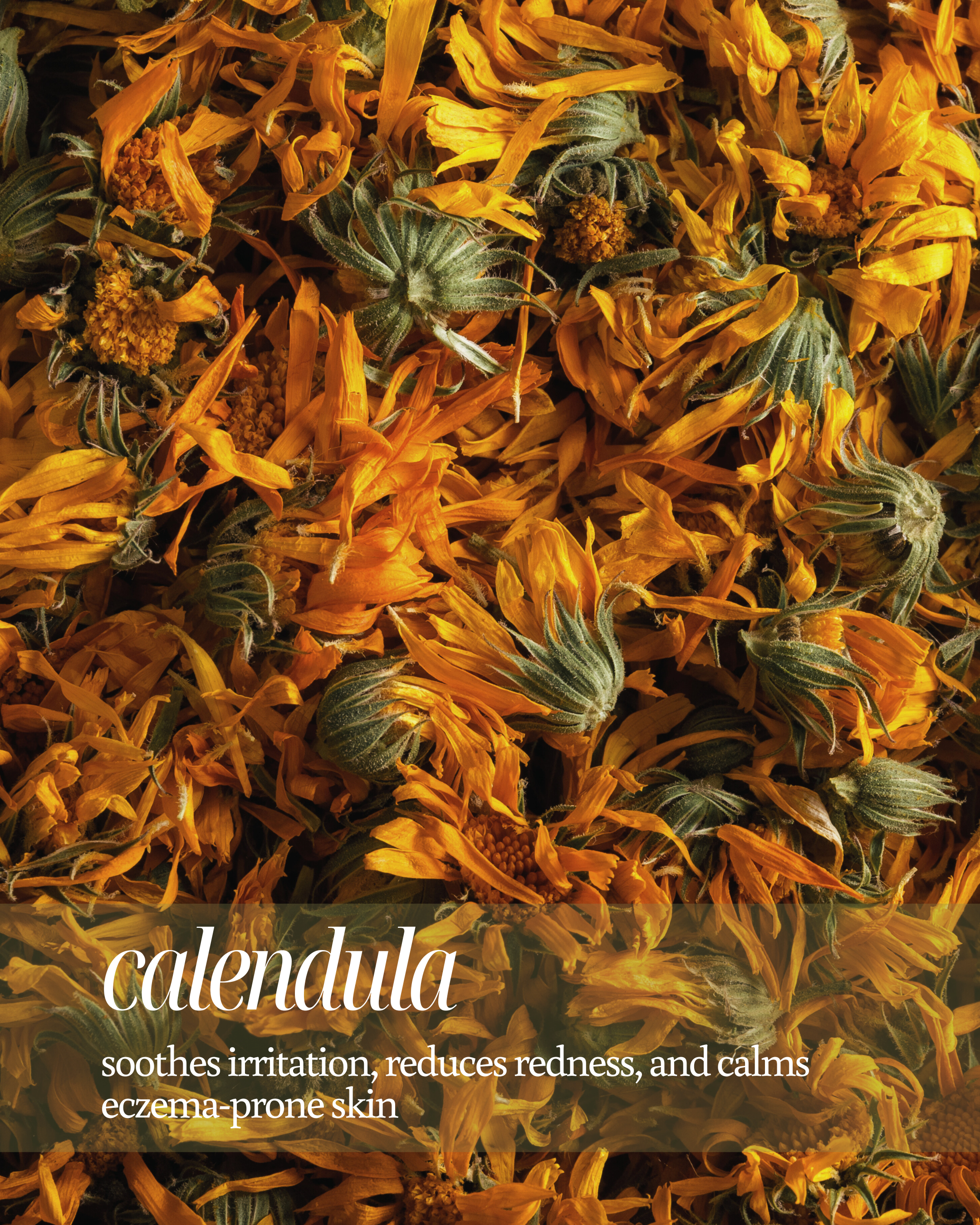 Close-up of calendula flowers with text about its benefits reading "soothes irritation, reduces redness, and calms eczema-prone skin"