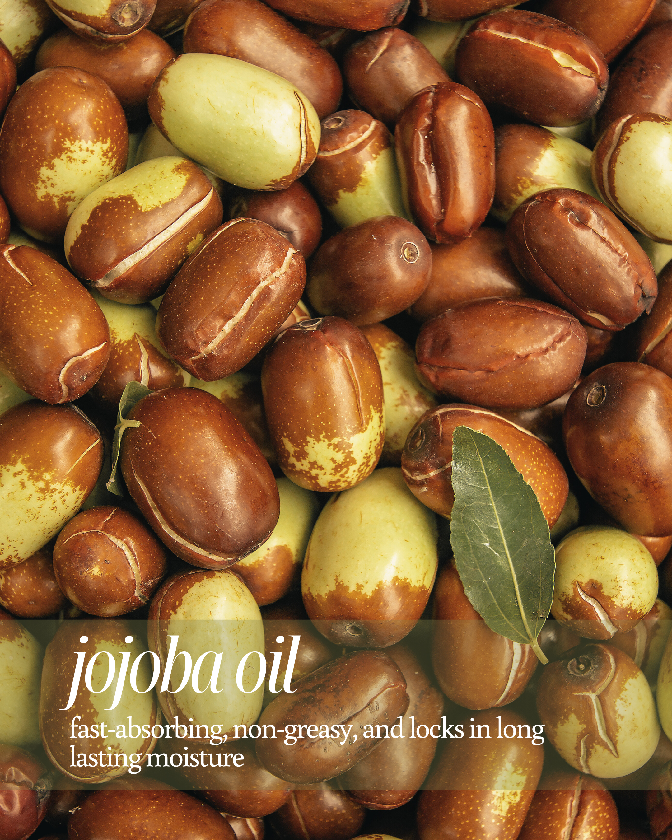 Jojoba beans with a focus on jojoba oil benefits text overlay  indicating it's fast-absorbing, non-greasy properties which also lock in long lasting moisture.