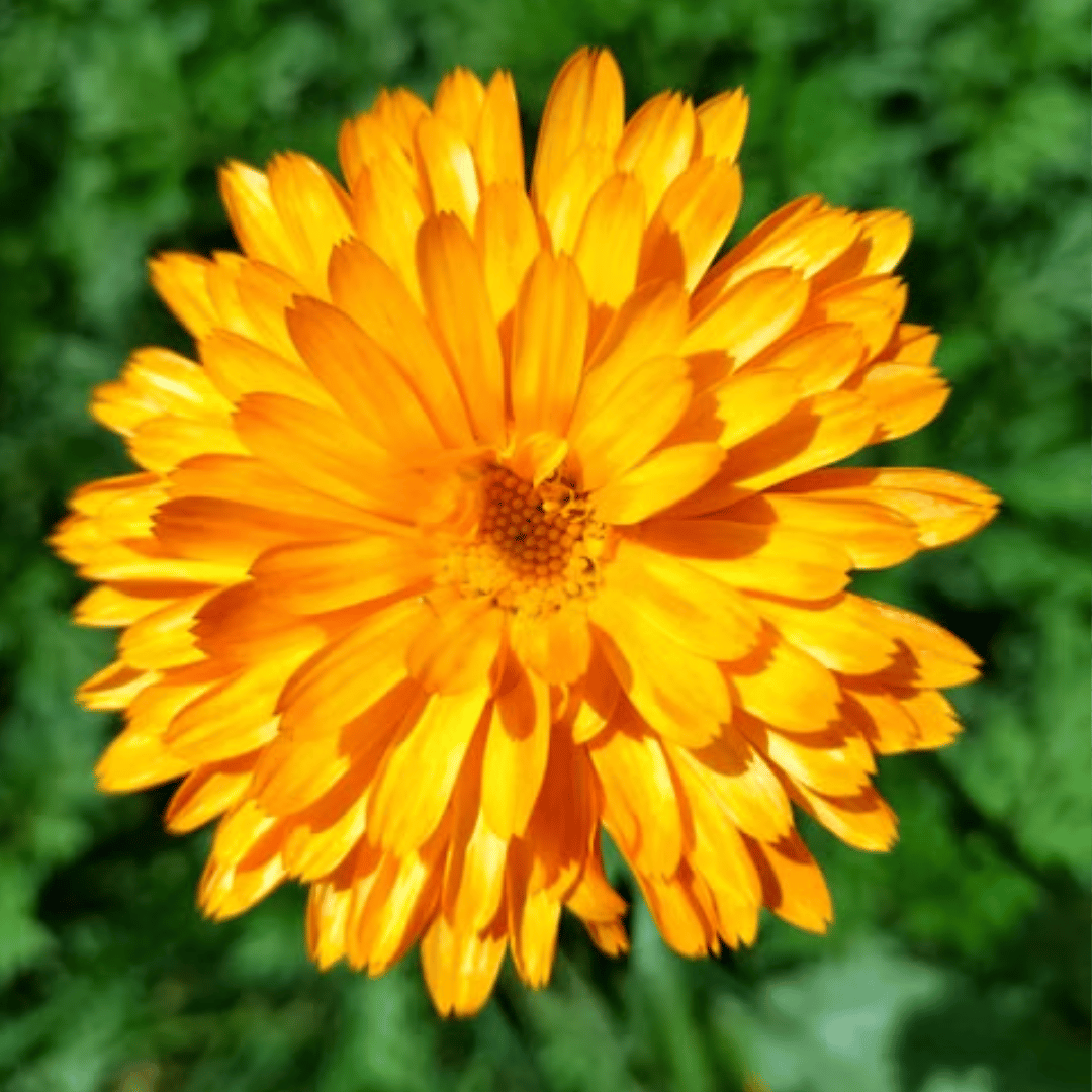 Calendula body oil for nourishing skin