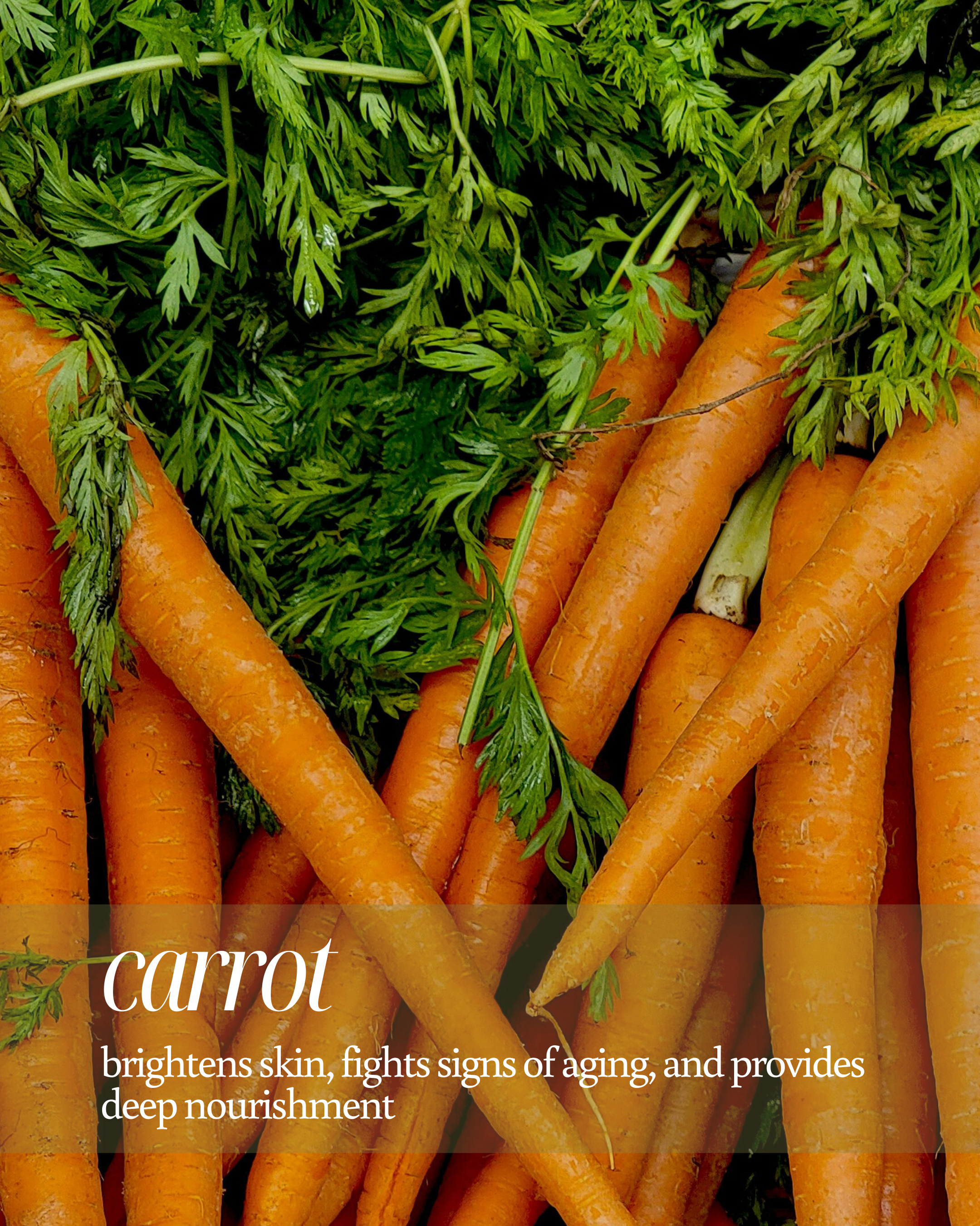 Close-up of carrots with green tops and text about health benefits reading "brightens skin, fights signs of aging, and provides deep nourishment"