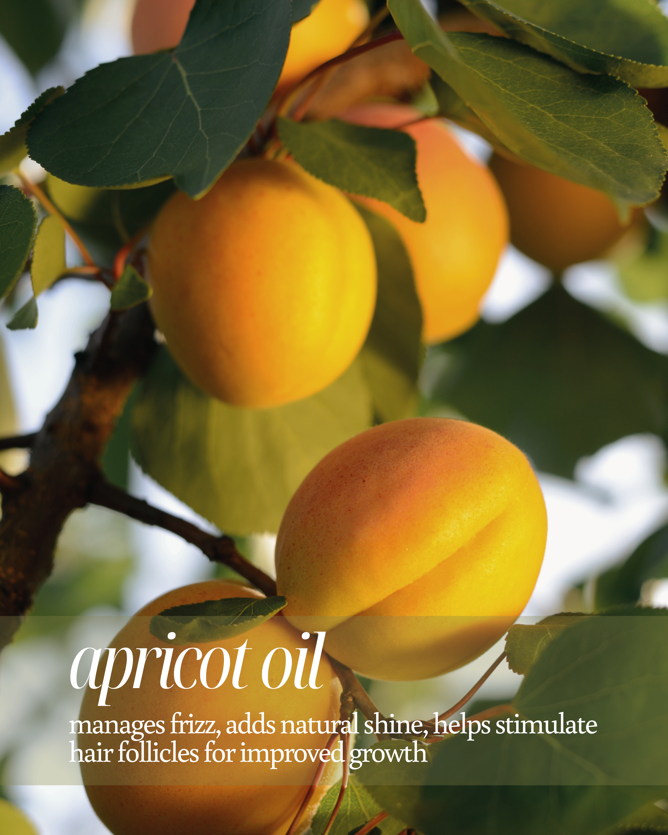 Close-up of apricots on a tree branch with text about apricot oil benefits reading "manages frizz, adds natural shine, helps stimulate hair follicles for improved growth"