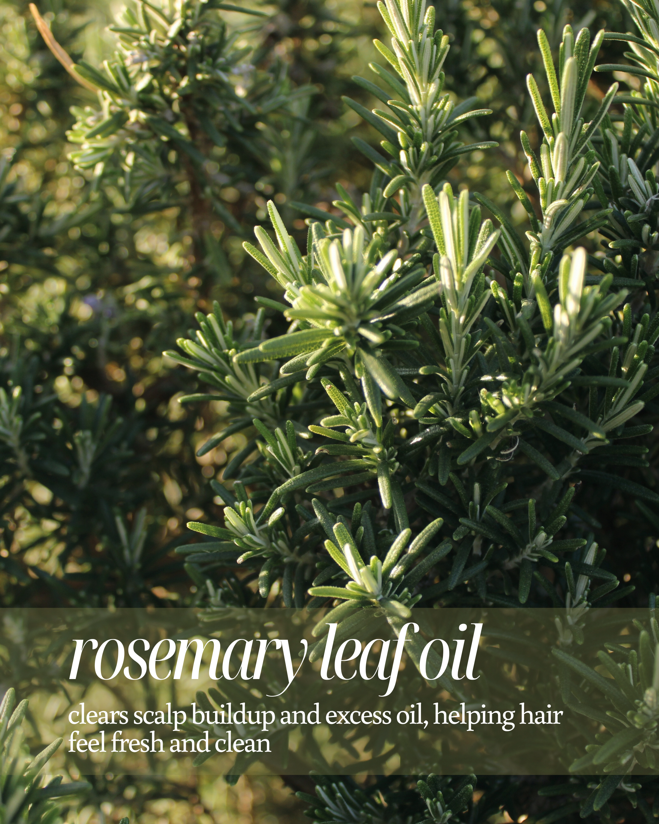 Rosemary leaf oil with text about its benefits reading "clears scalp buildup and excess oil, helping hair feel fresh and clean"