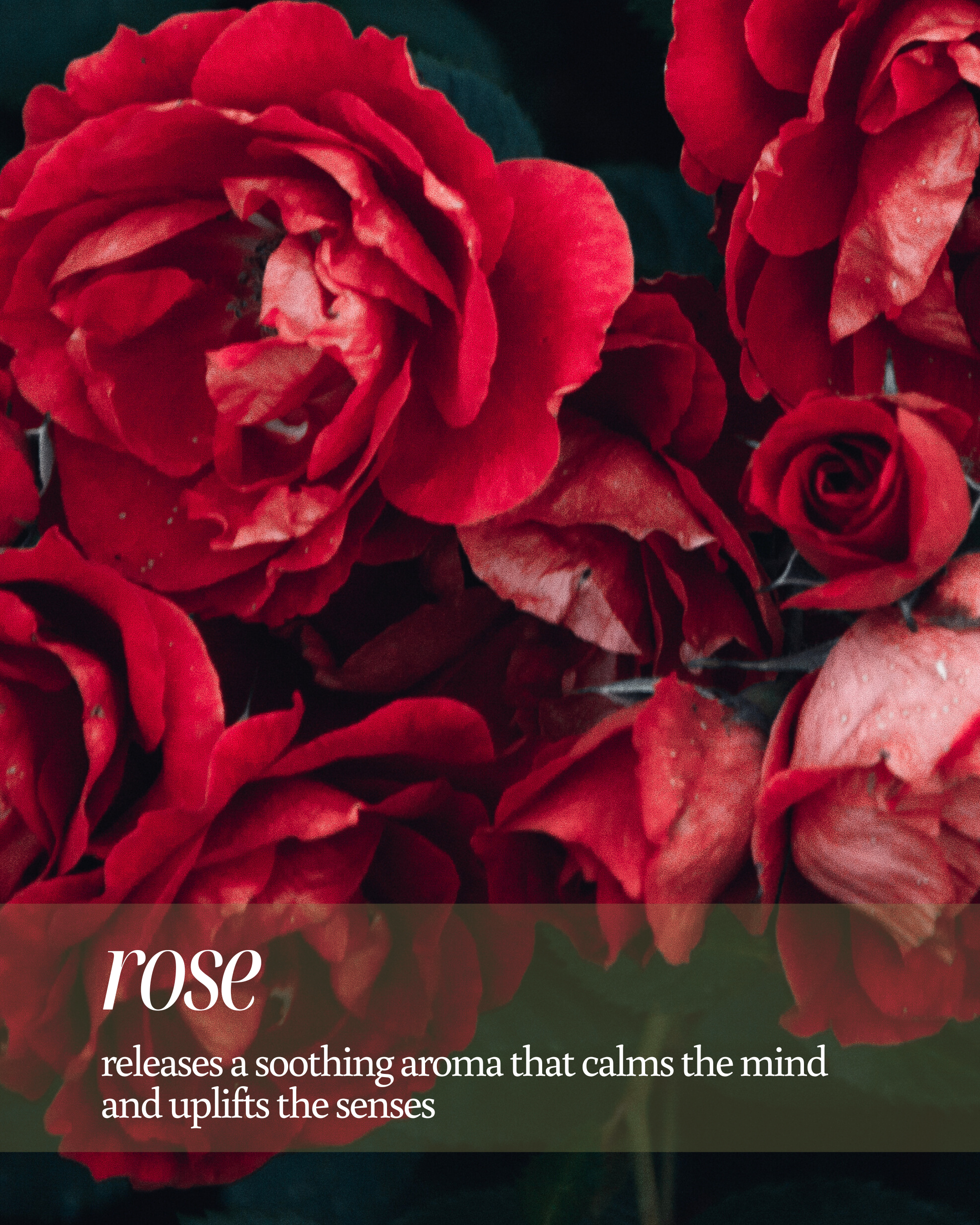 Close-up of red roses with a text highlighting its benefits "releases a soothing aroma that calms the mind and uplifts the senses"