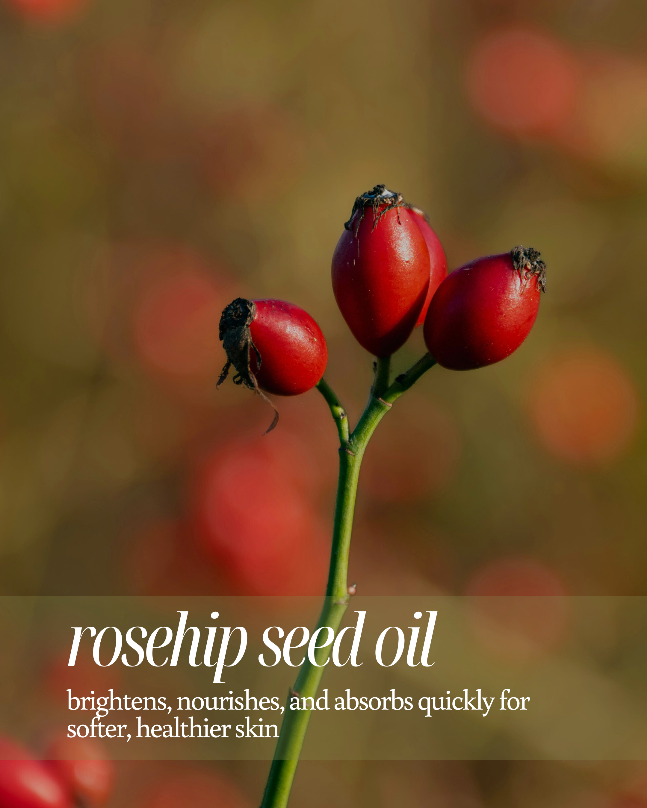 Red rosehips on a blurred natural background with text about rosehip seed oil reading "brightens, nourishes, and absorbs quickly for softer, healthier skin"