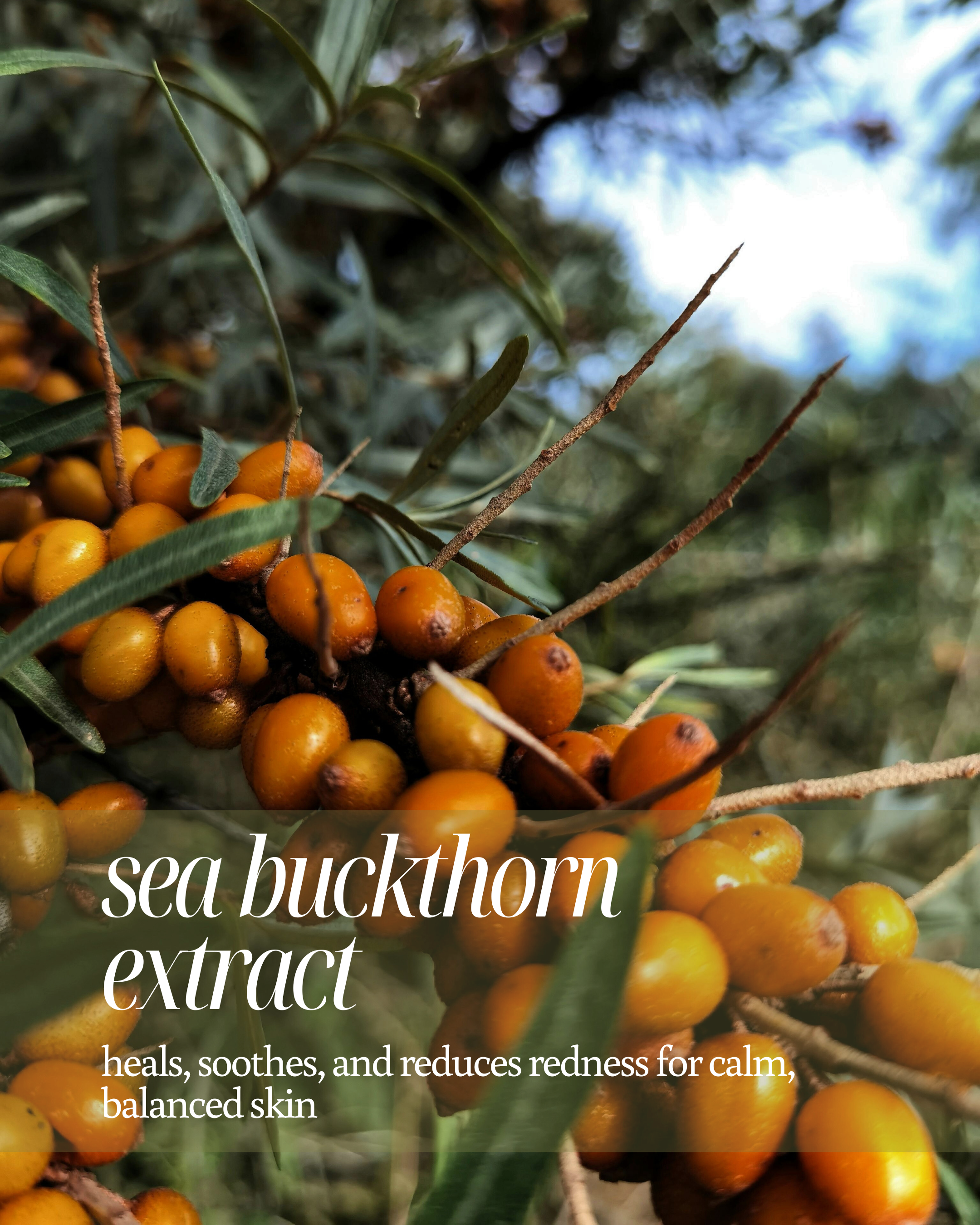 Sea buckthorn berries with text about its benefits for skin on a blurred natural background reading "heals, soothes, and reduces redness for calm, balanced skin"