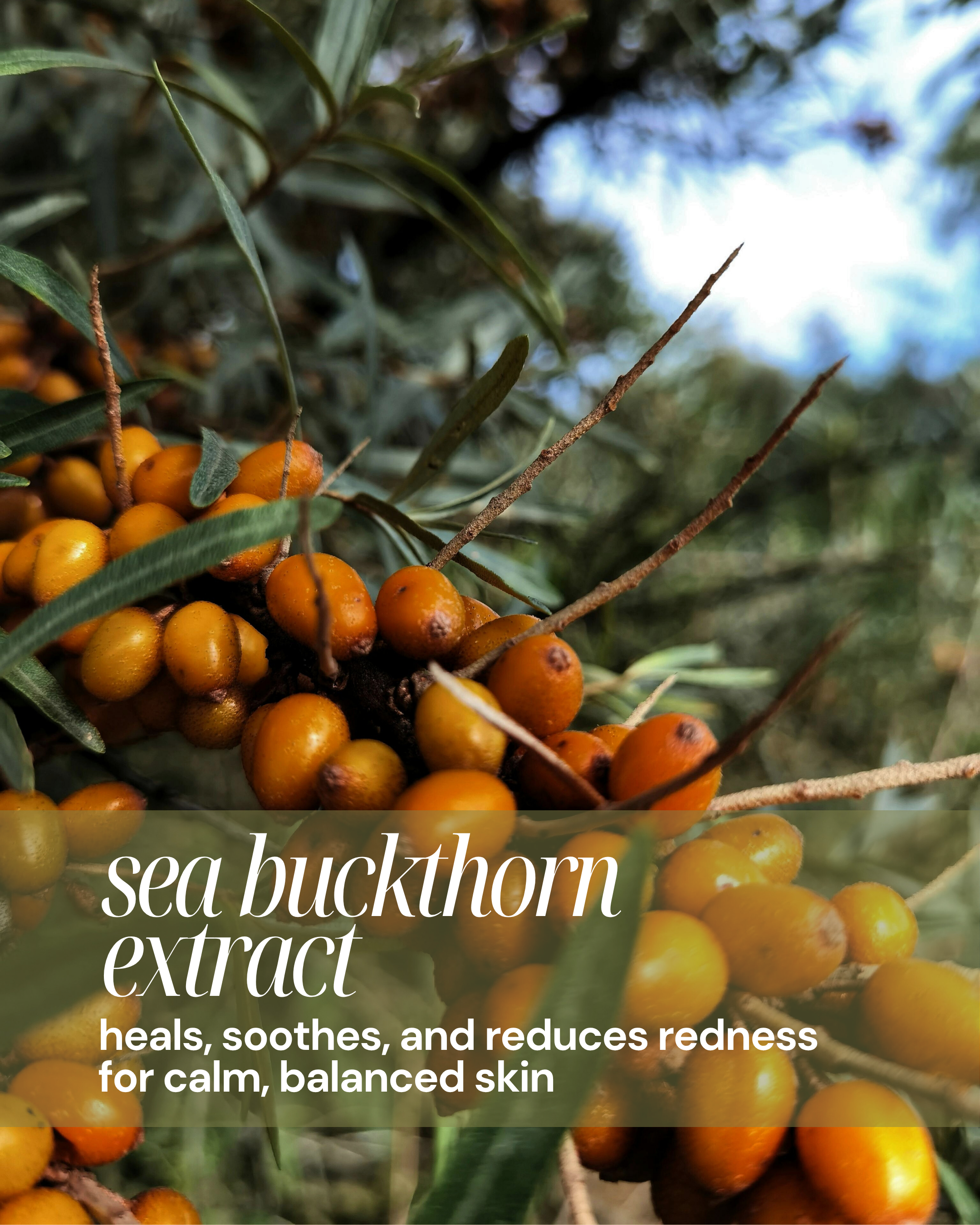 Sea buckthorn berries with text about its benefits for skin on a blurred natural background reading "heals, soothes, and reduces redness for calm, balanced skin"