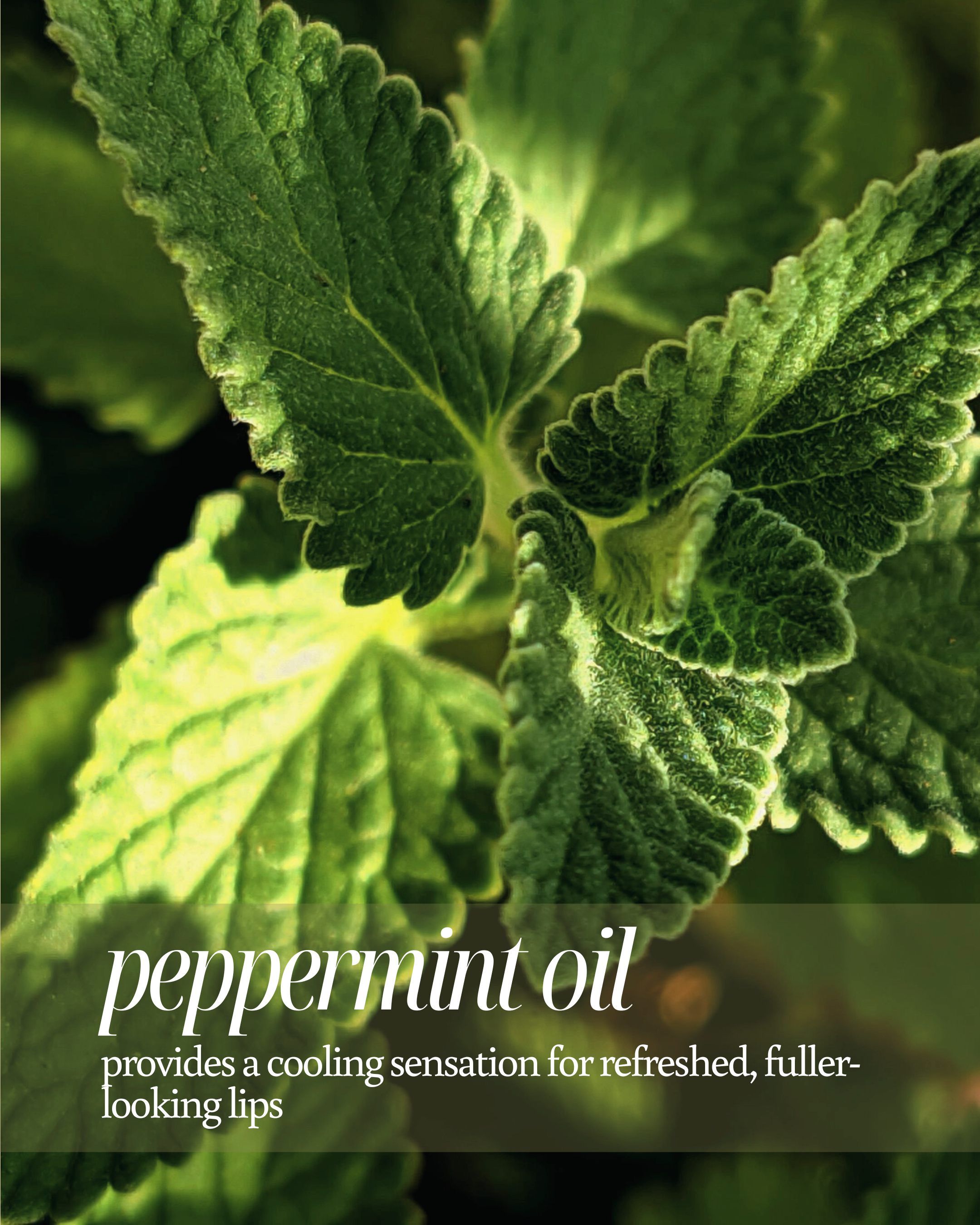 Close-up shot of green peppermint leaves used as background and text overlay highlighting its benefits in lip care stating, "provides a cooling sensation for refreshed, fuller-looking lips"