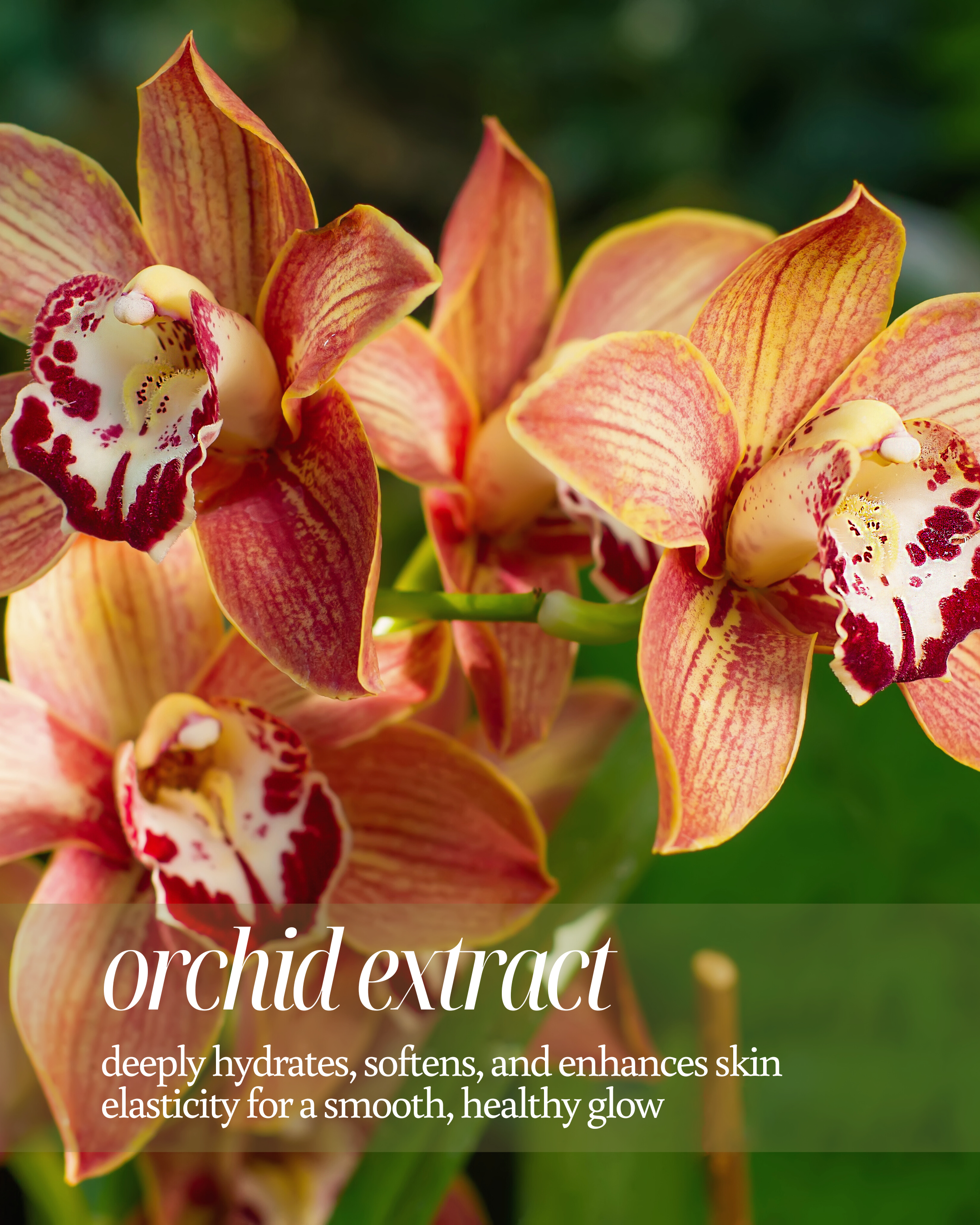 Pink orchids with text about orchid extract benefits reading "deeply hydrates, softens, and enhances skin elasticity for a smooth, healthy glow"