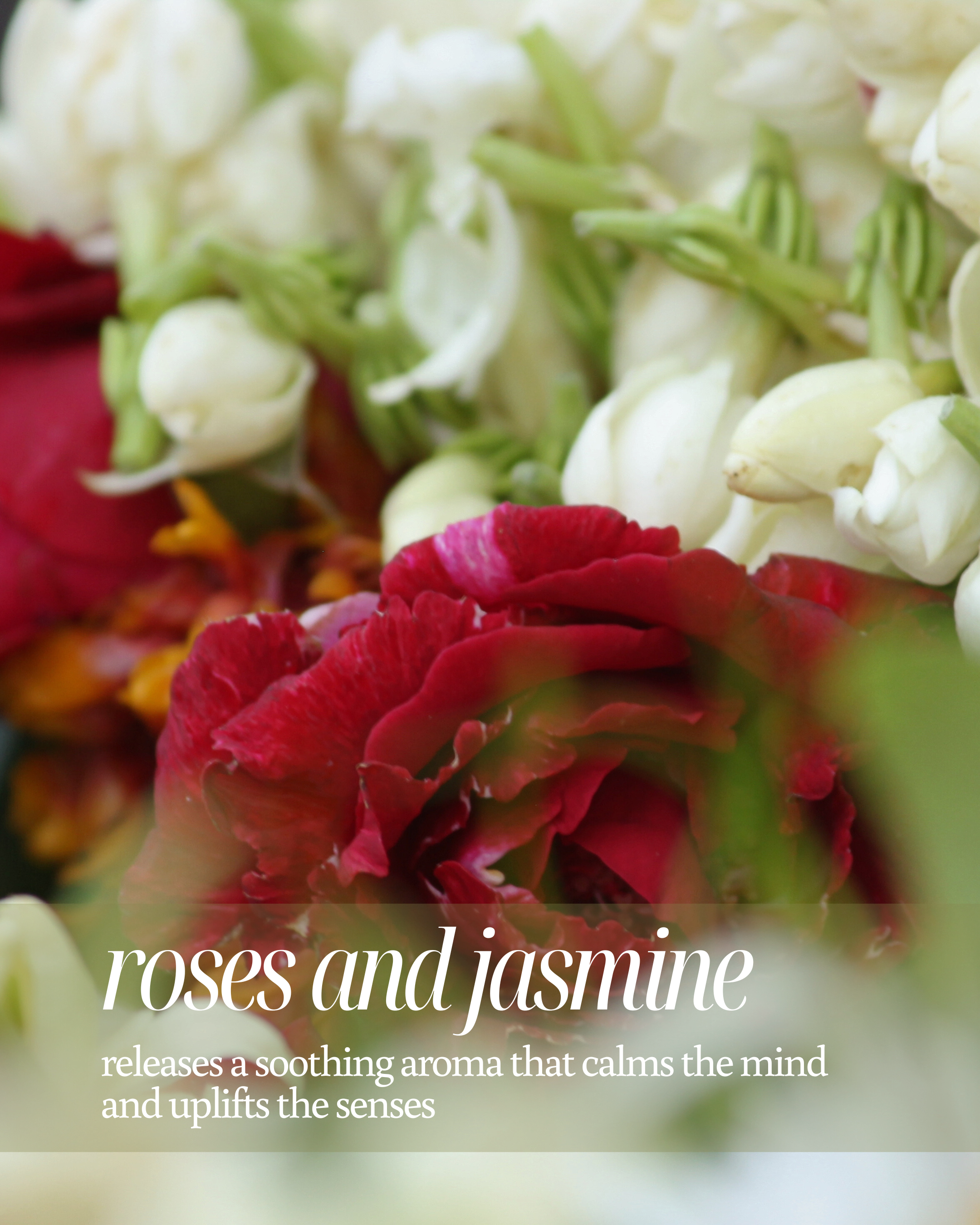 Close-up of red and white flowers with text about roses and jasmine reading "releases a soothing aroma that calms the mind and uplifts the senses"